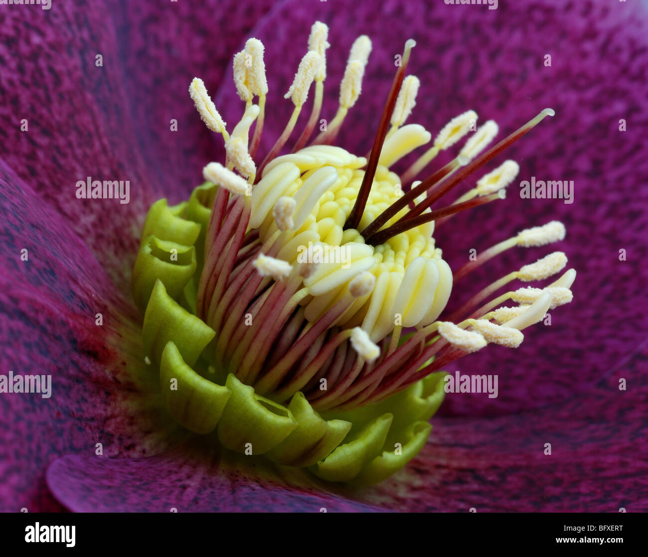 Hellebore Hybrid, close up of centre of flower Stock Photo