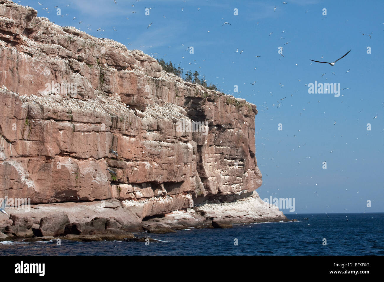 Visiting Bonaventure island in Quebec Stock Photo Alamy