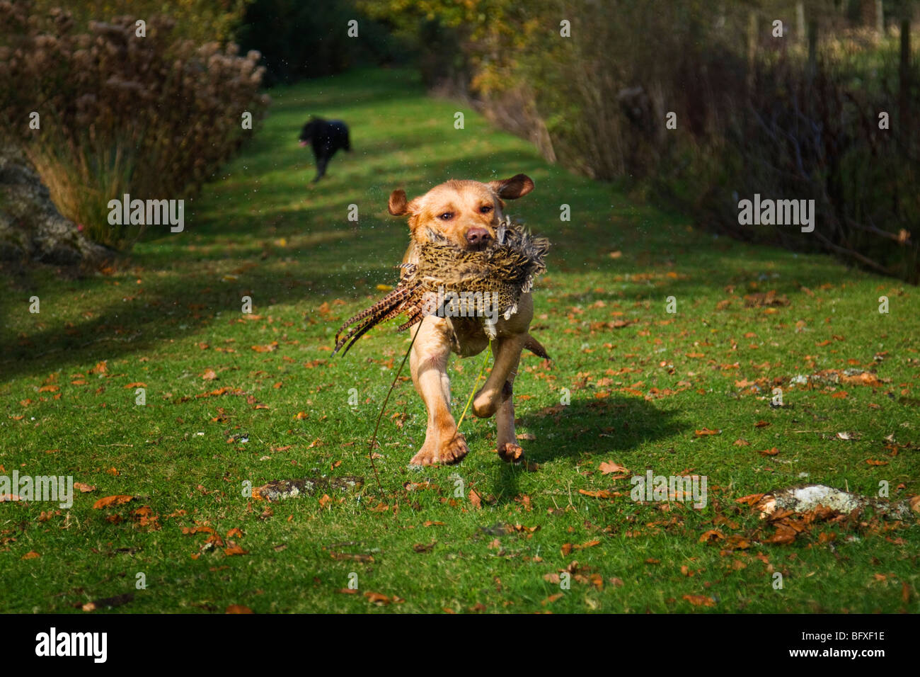 Gun dog Retrieving a Pheasant Stock Photo