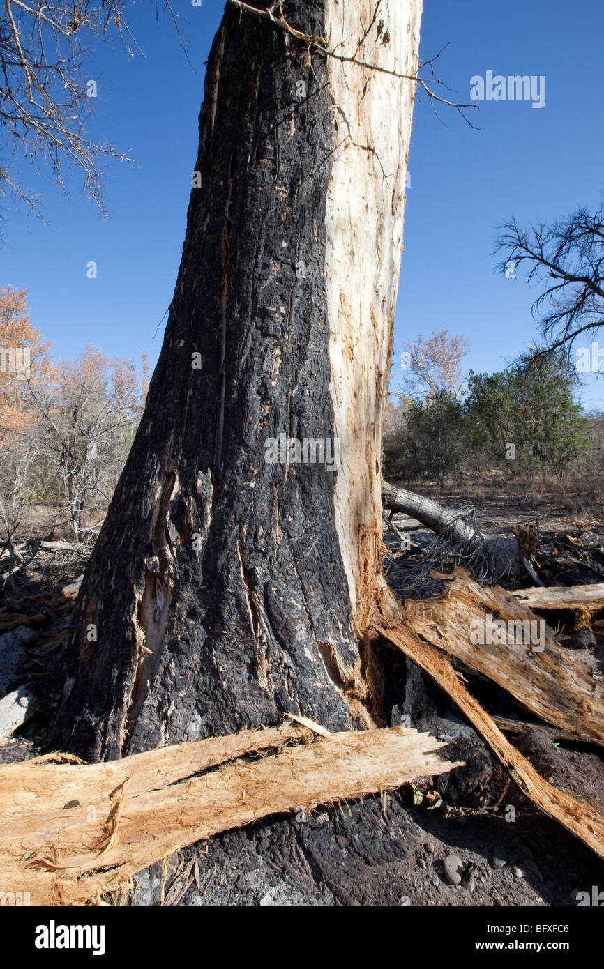 Burn damage on large Cottonwood tree, Arizona Stock Photo