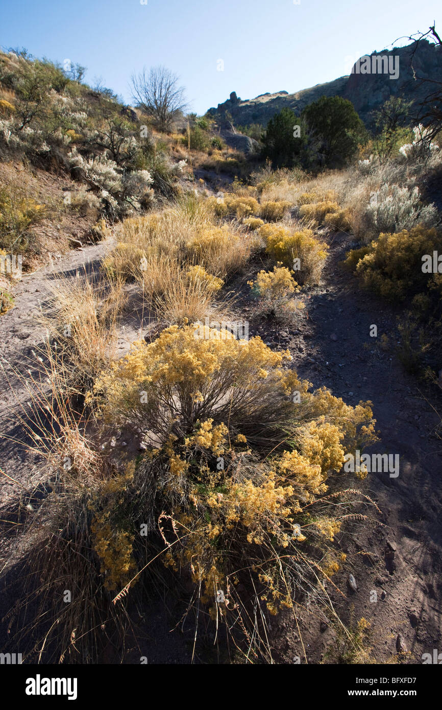 Yellow flowering shrubs grow in a dry wash in the foothills of the Galiuros Mountains, Muleshoe Ranch, Arizona Stock Photo