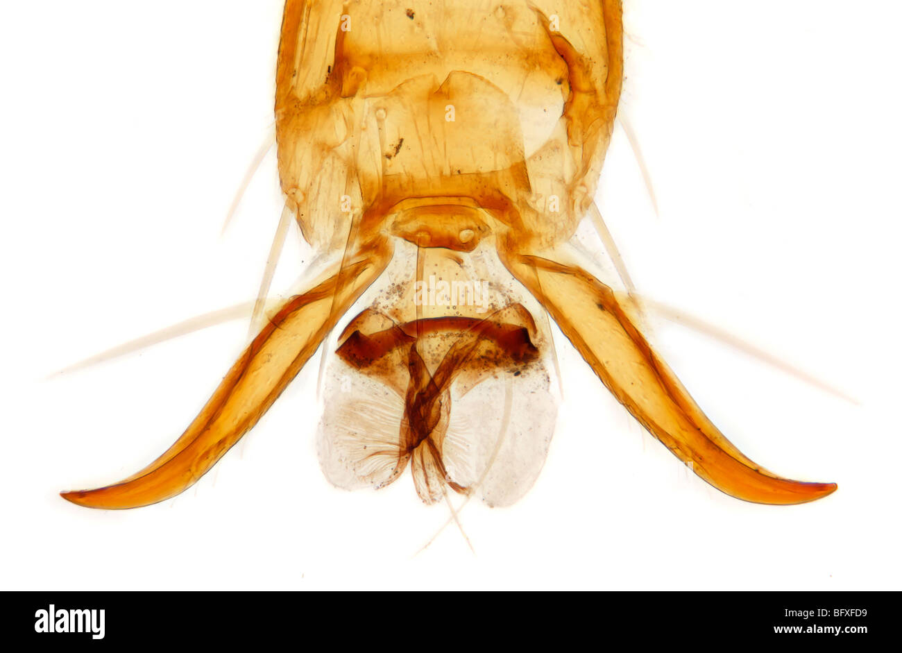 Foot detail of paper wasp, Polistes dominula, brightfield photomicrograph Stock Photo