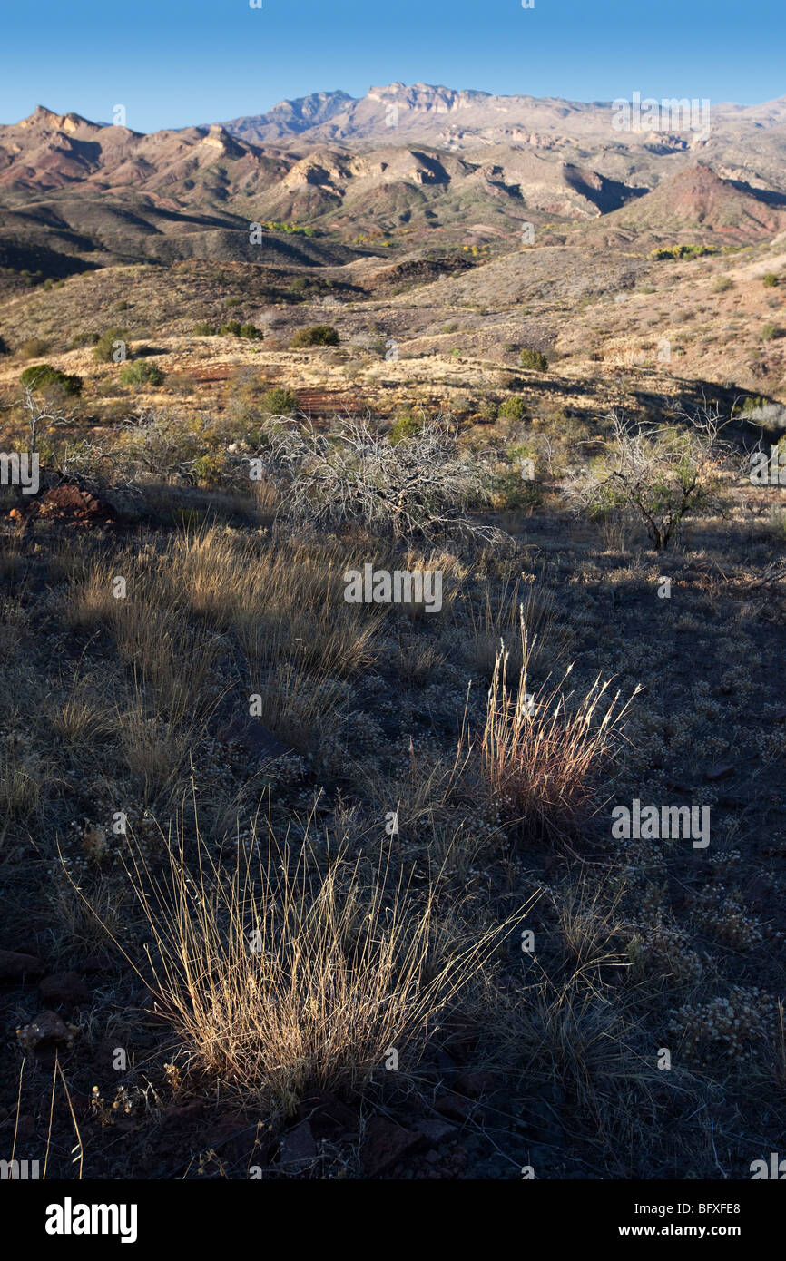 Galiuro Mountains and native grasses seen along the scenic Vista Trail, Muleshoe Ranch, Arizona Stock Photo
