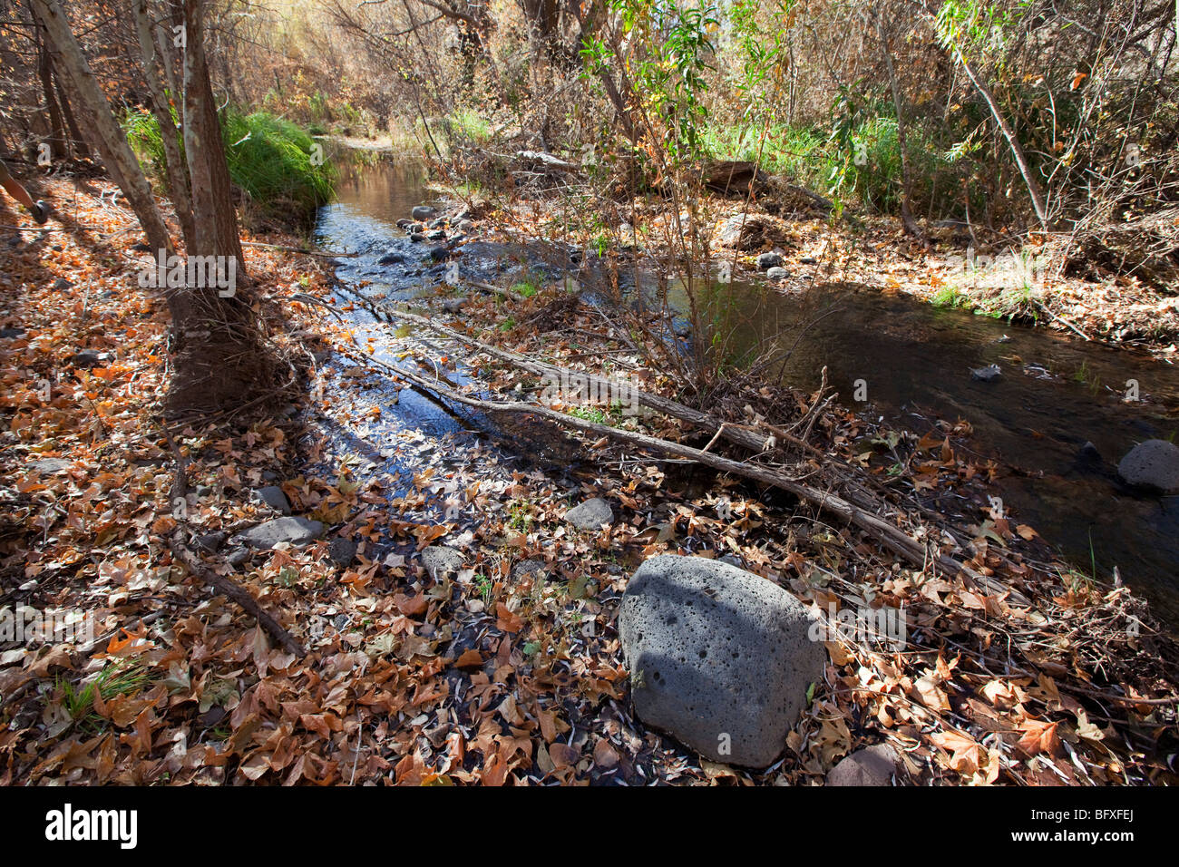 Perennial Stream, Muleshoe Ranch Nature Preserve, Arizona Stock Photo