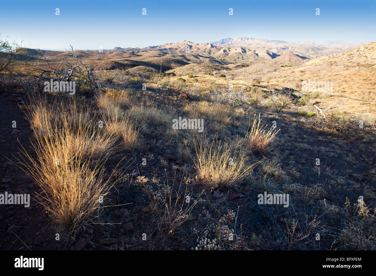 Galiuro Mountains and native grasses seen along the scenic Vista Trail, Muleshoe Ranch, Arizona Stock Photo