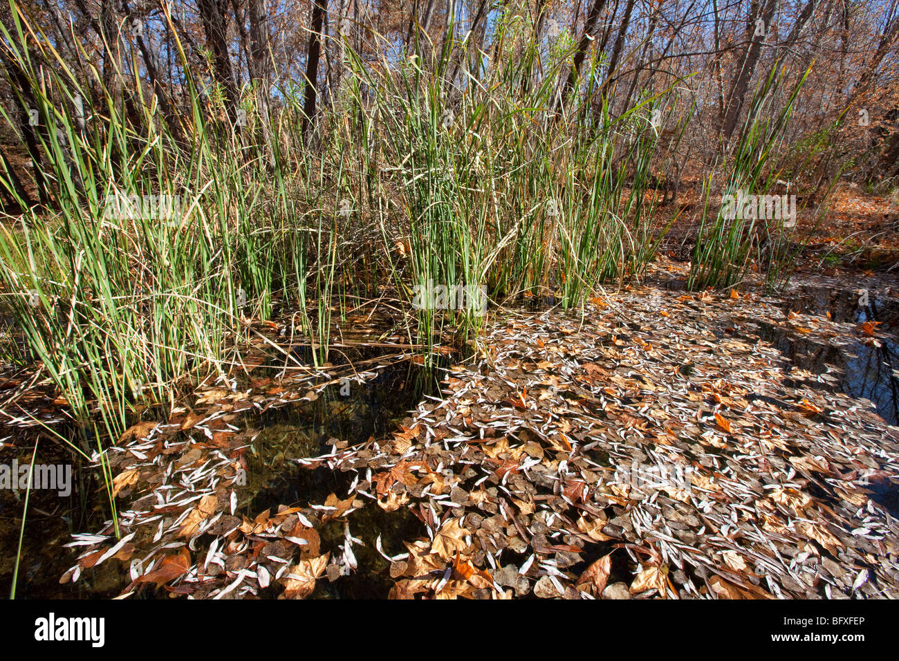 Perennial Stream, Muleshoe Ranch Nature Preserve, Arizona Stock Photo