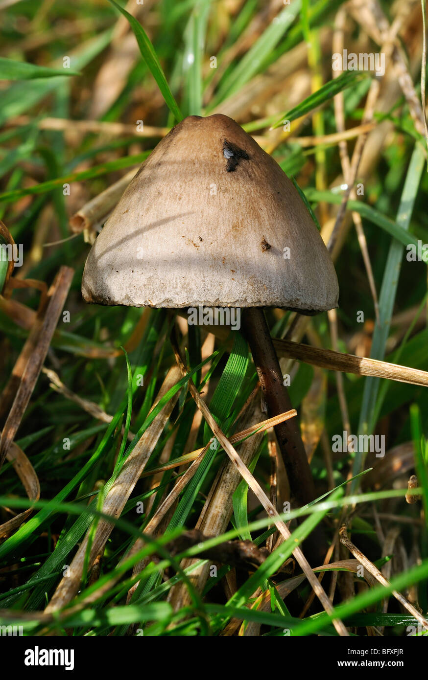 Egghead Mottlegill or Dung Fungus - Panaeolus semiovatus Stock Photo