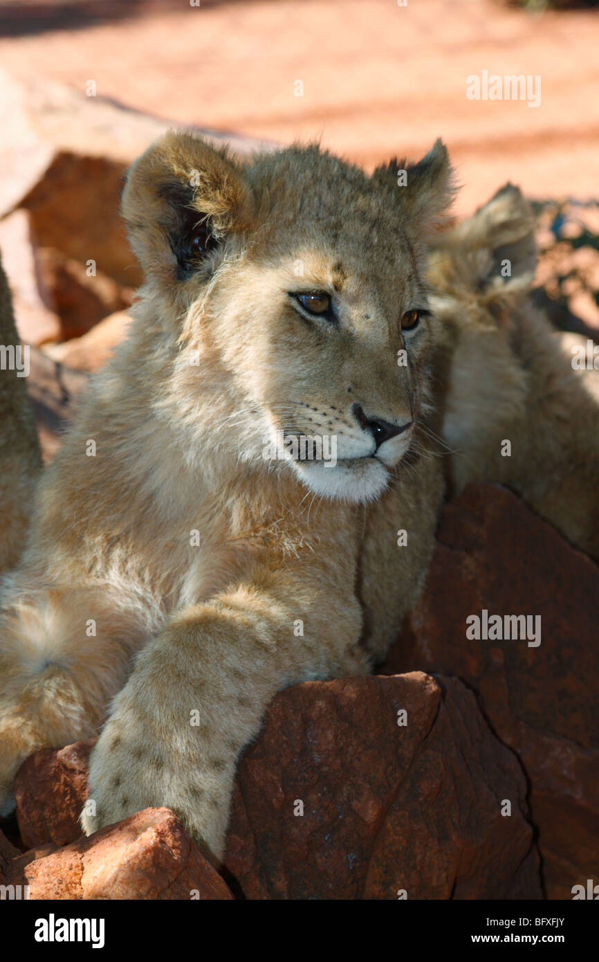 Six / 6 months old lion cub Lion Park Johannesburg, South Africa