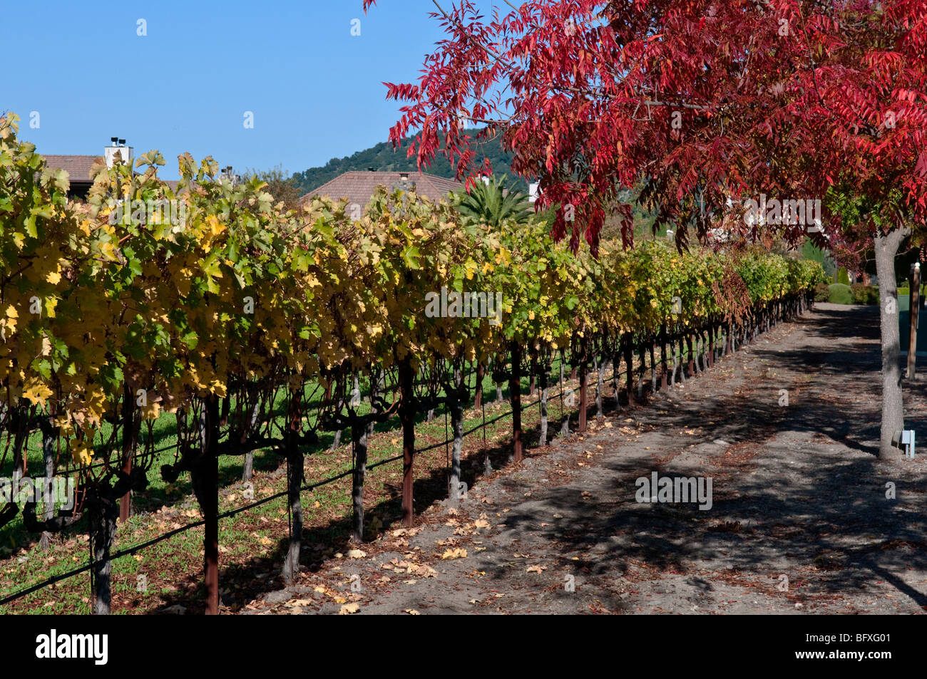 Scenic vineyard in Yountville, California Stock Photo