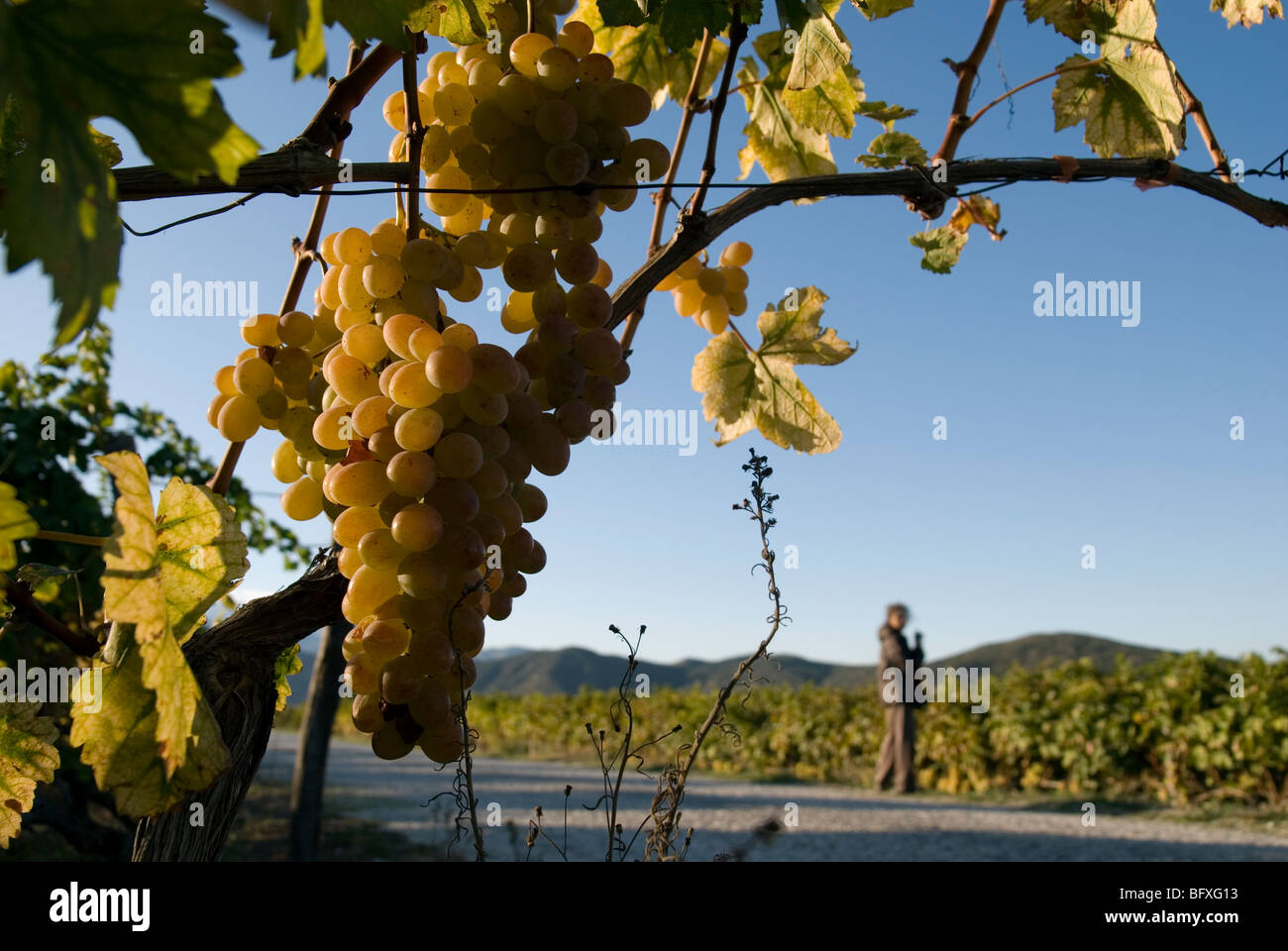 White / green grapes ripening on the vine with a figure in the background. Stock Photo