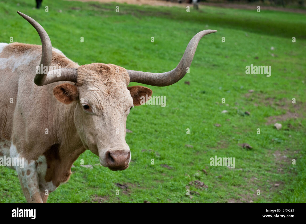 Texas Longhorn steer Stock Photo Alamy