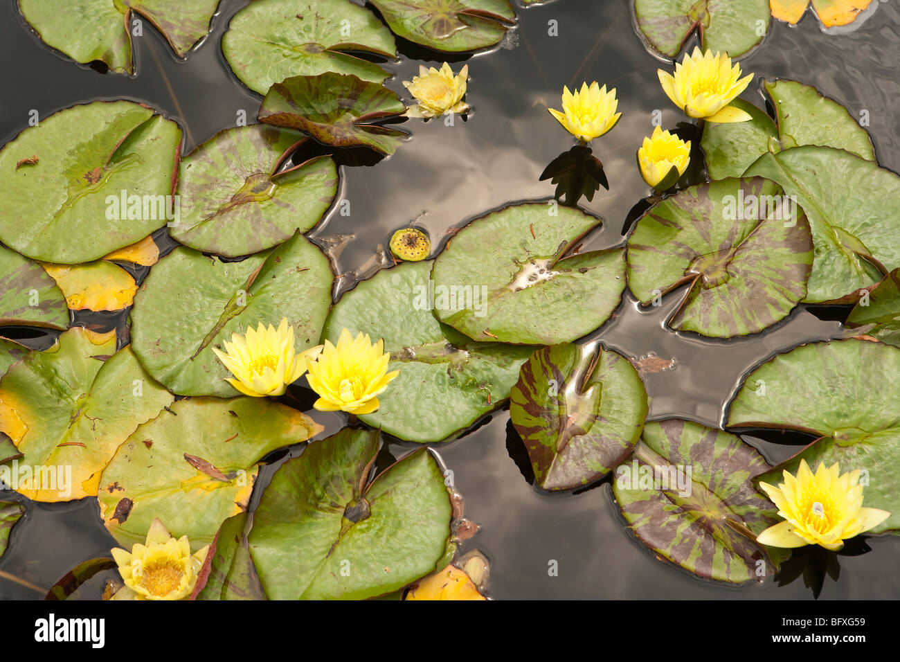 Yellow pond lilies hires stock photography and images Alamy