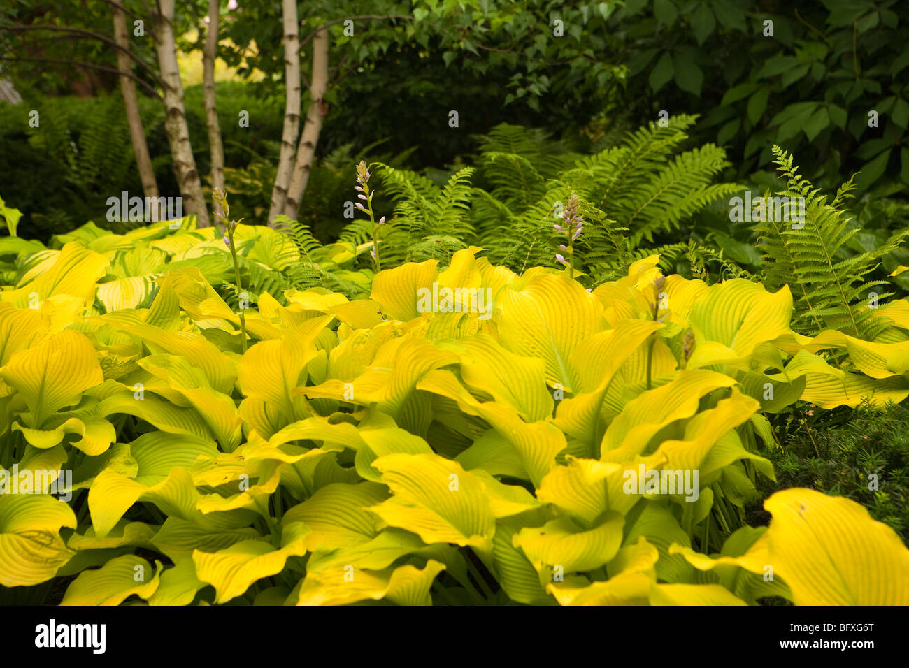hostas and birch trees, Chicago Botanic Garden, Chicago, Illinois