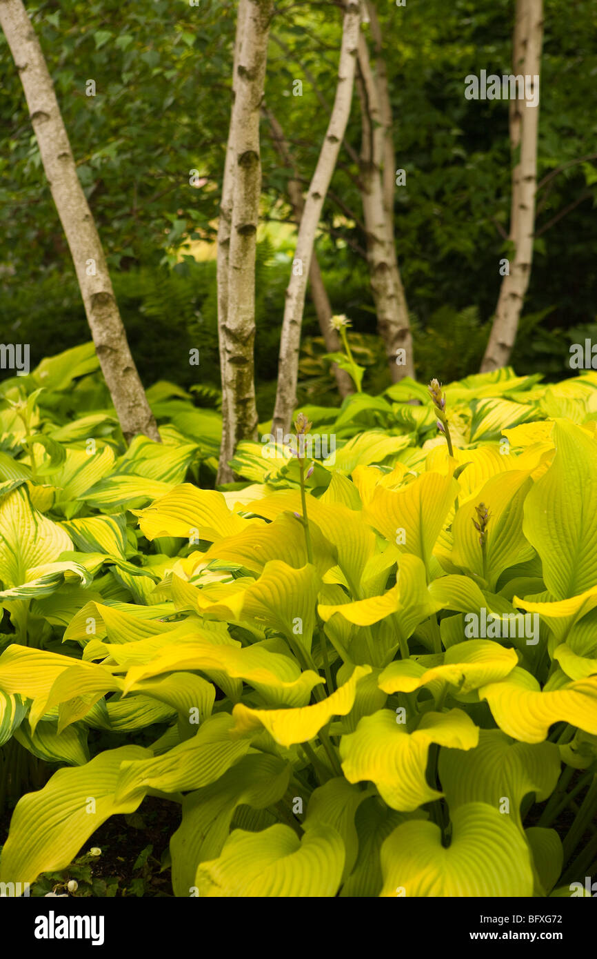 hostas and birch trees, Chicago Botanic Garden, Chicago, Illinois