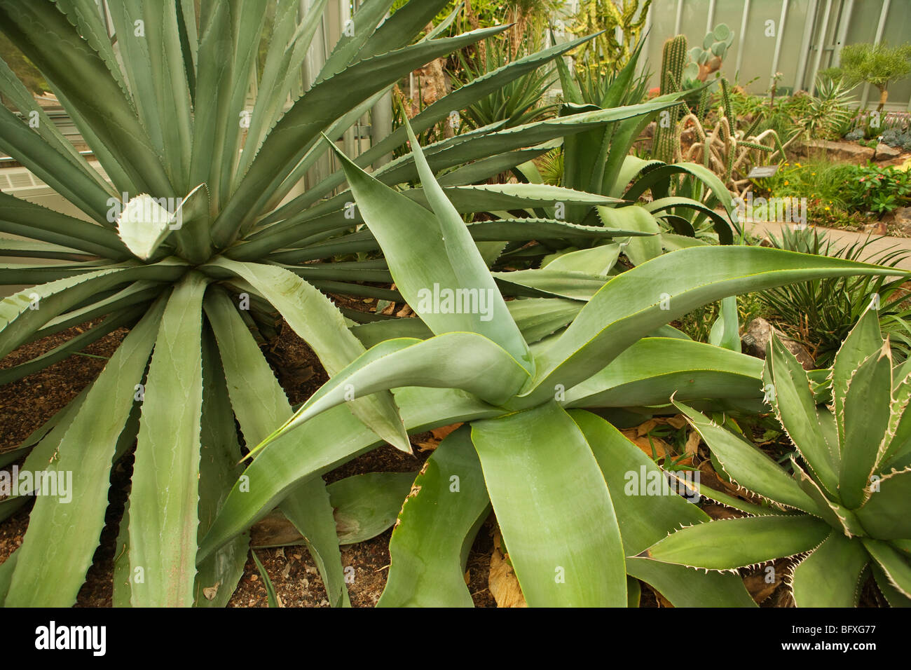 Cactus Garden, The Greenhouse, Chicago Botanic Garden, Chicago, Illinois, United States of America Stock Photo
