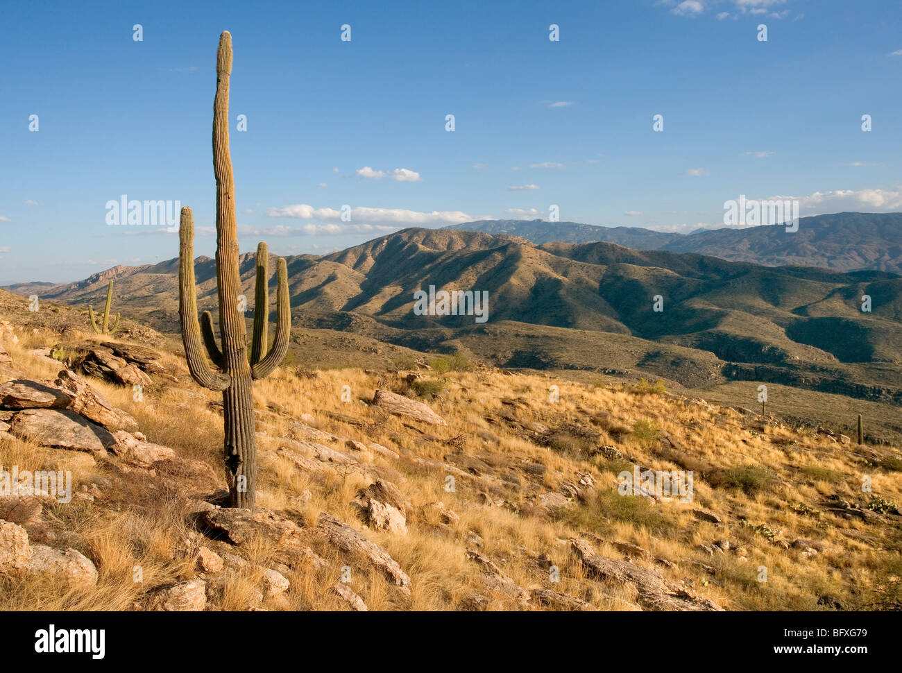 A lone saguaro cactus in Arizona USA Carnegiea gigantea Stock Photo