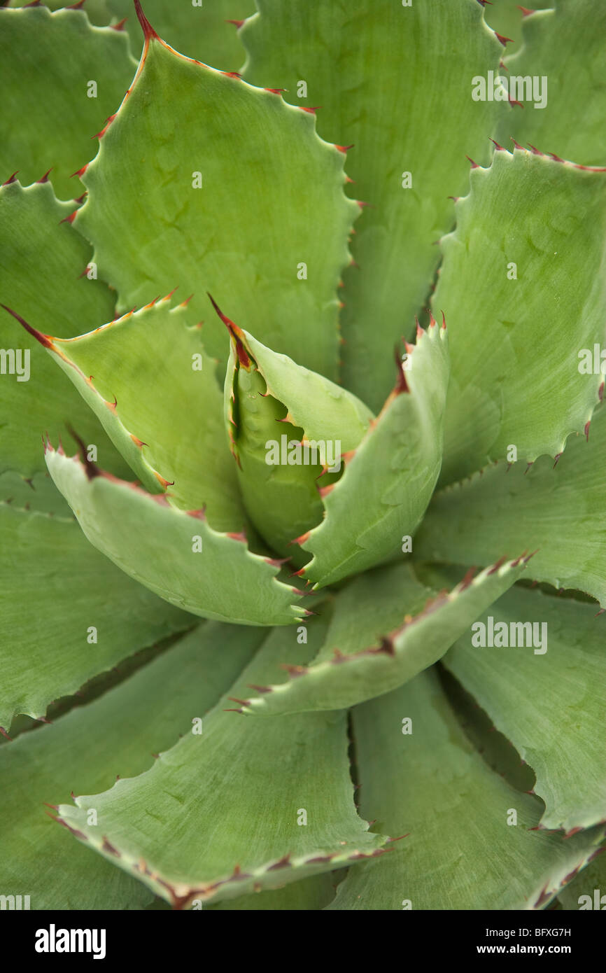 Cactus Garden, The Greenhouse, Chicago Botanic Garden, Chicago