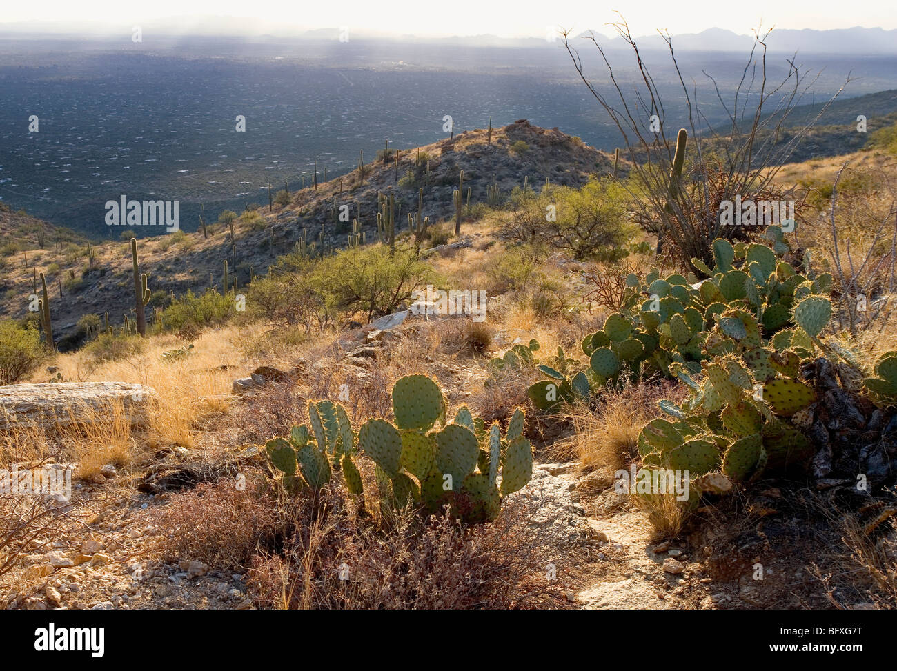Back-lit prickly pear cactus on a hillside overlooking Tucson Arizona Stock Photo