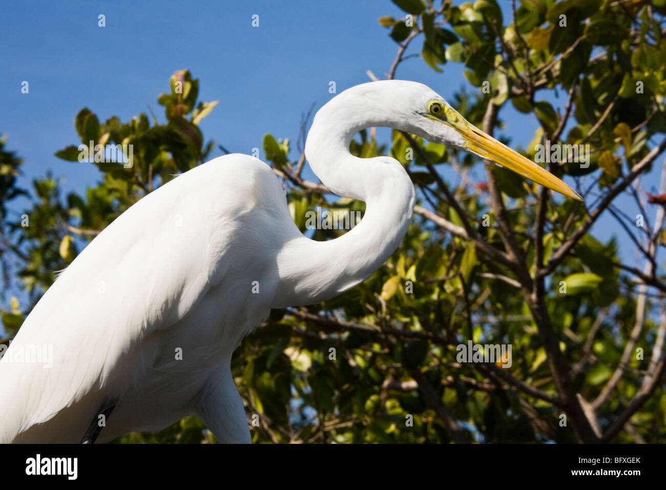 A great egret viewed at Florida Keys Wild Bird Center Tavernier Florida USA Stock Photo