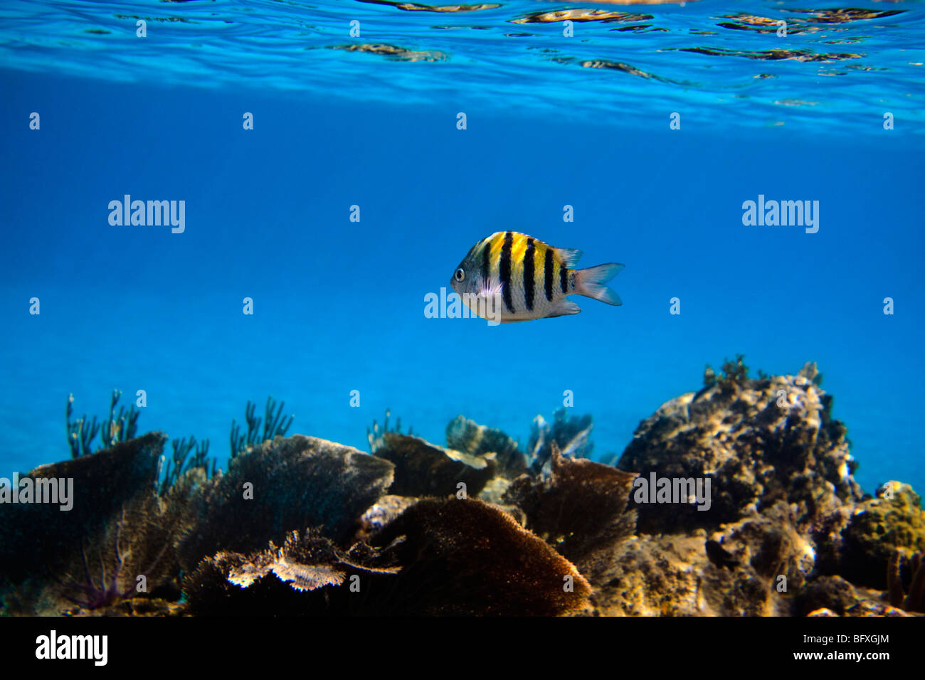 The Sergeant Major or píntano (Abudefduf saxatilis, family Pomacentridae) swimming over fan corals in Cuban waters Stock Photo