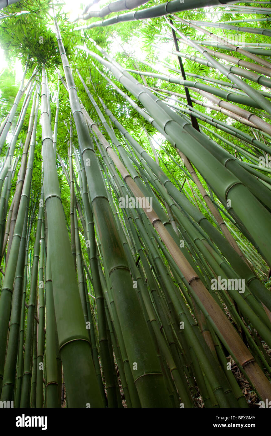 Tall bamboo jungle Stock Photo Alamy