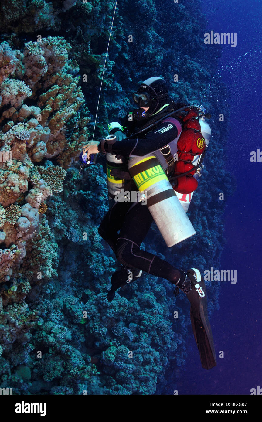 Technical scuba diver reeling up line to delayed surface marker buoy on coral reef wall Ras Abu Gallum, 'Red Sea' Stock Photo