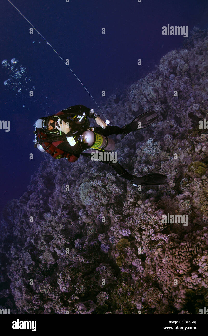 Technical scuba diver reeling up line to delayed surface marker buoy on coral reef wall Ras Abu Gallum, 'Red Sea' Stock Photo