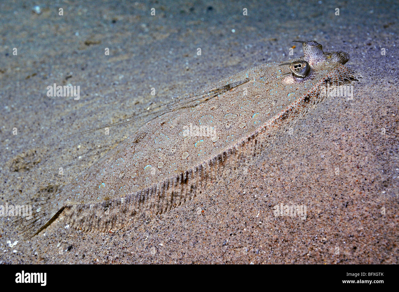 Male 'Panther flounder' fish, Bothus pantherrinus on sand, 'Red Sea' Stock Photo