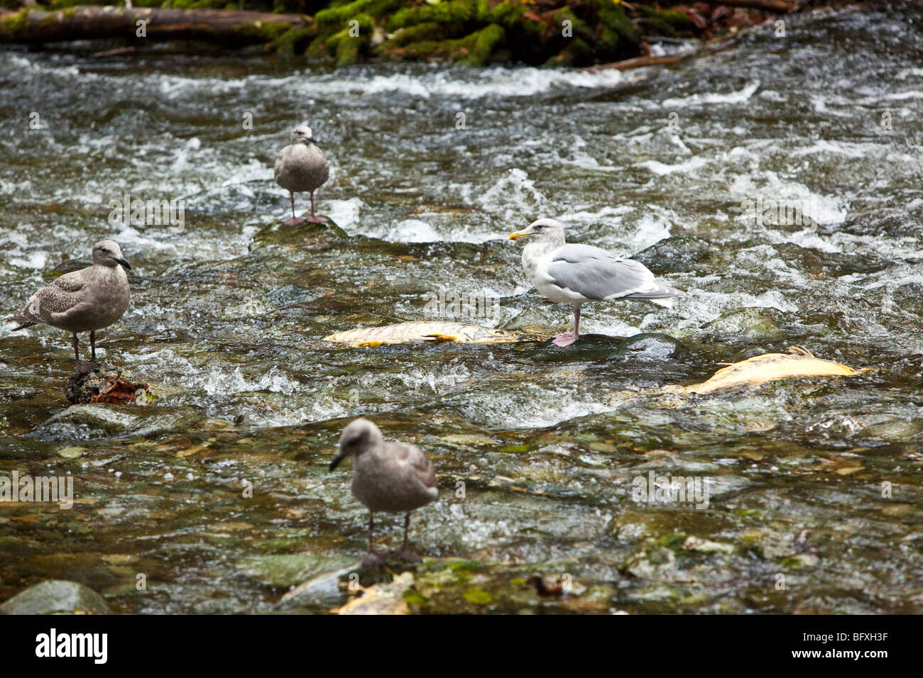 Salmon run at Goldstream Park. Vancouver Island, BC, Canada Stock Photo