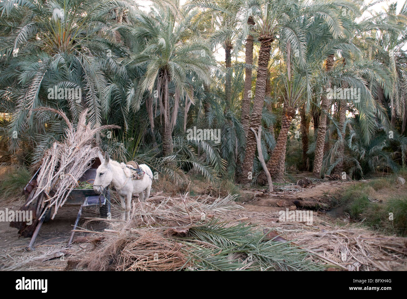 A donkey and cart next to a pile of fronds, on the edge of a palm forest, in the Sahara Desert oasis community of Farafra, Egypt. Stock Photo