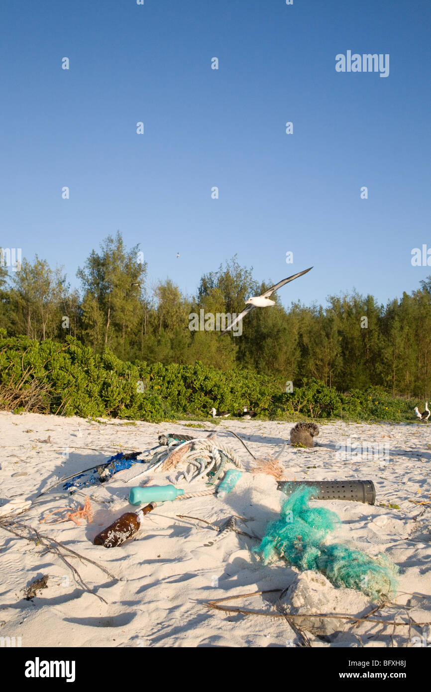 Laysan Albatross on its way to feed in the ocean, flying over marine debris washed ashore on the beach of a North Pacific island Stock Photo