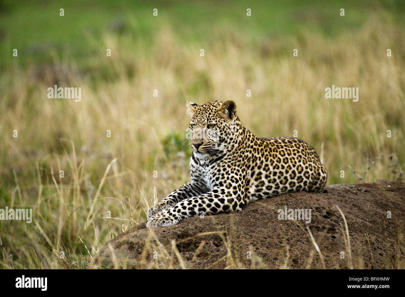 Portrait of a Leopard Stock Photo