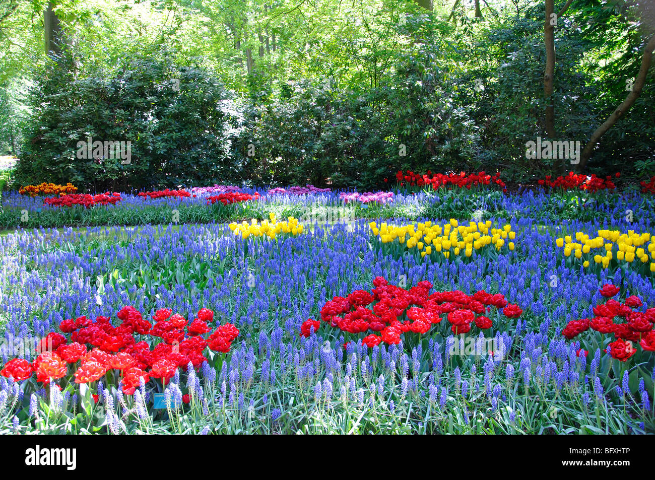 Keukenhof, Netherlands, world's largest flower park Stock Photo Alamy