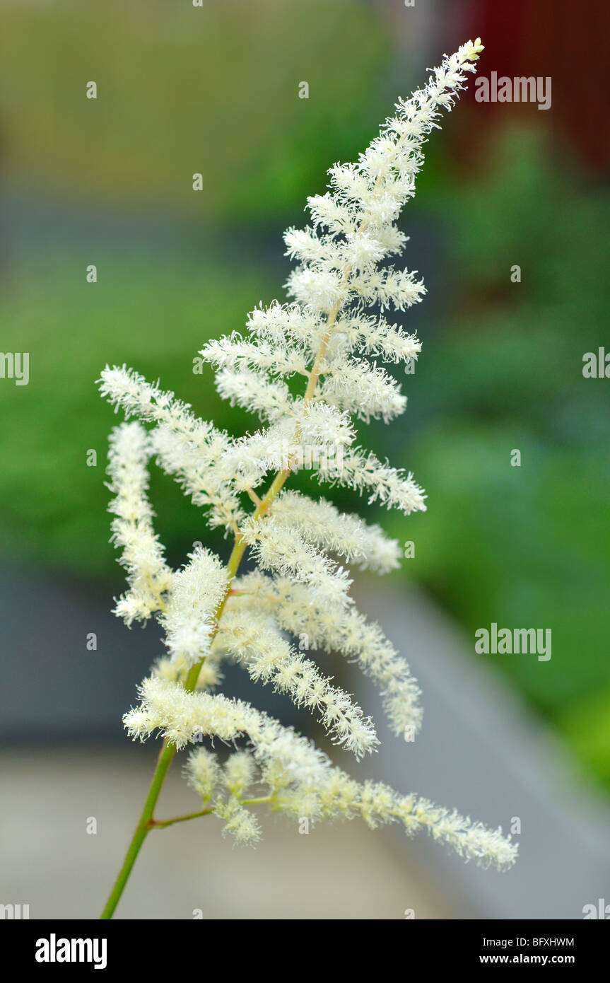 White Astilbe Flowers (Astilbe arendsii) Stock Photo