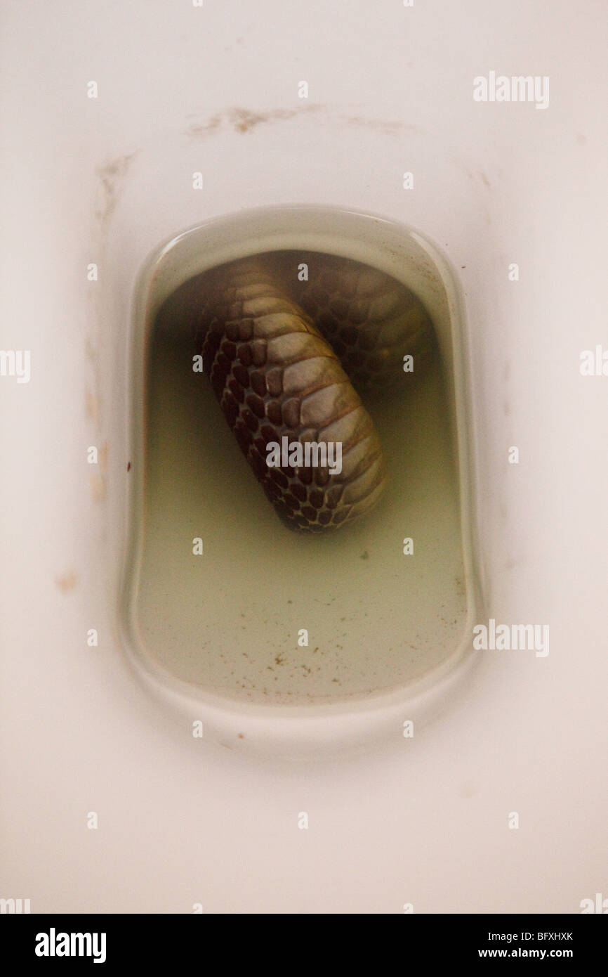 Snake in toilet bowl, Sierra Leone Stock Photo Alamy