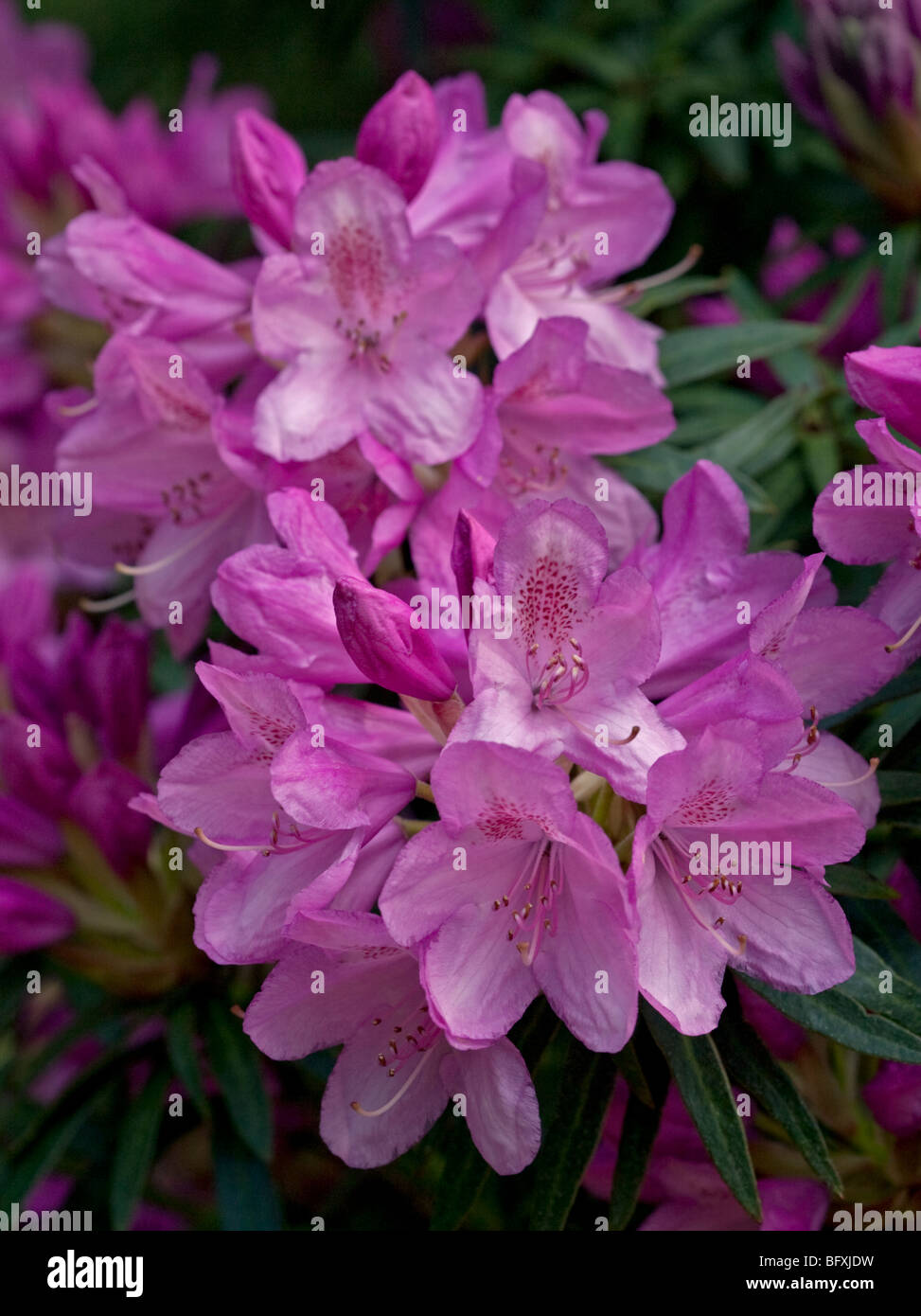 Rhododendron Hampshire Bell Stock Photo