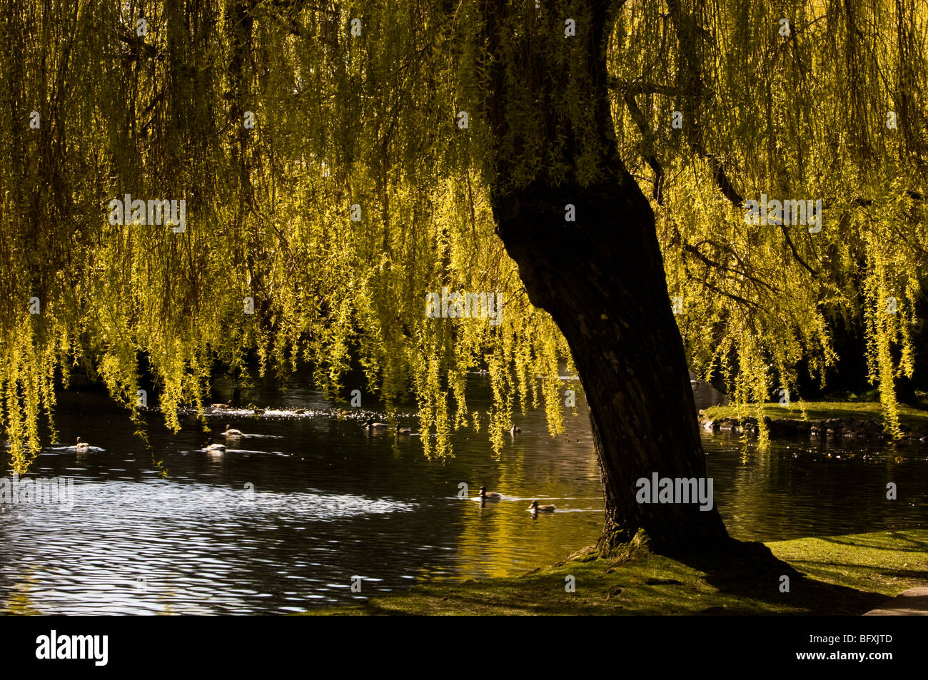 Willow tree overhanging duck pond in Beacon Hill Park, Victoria, BC British Columbia, Canada Stock Photo