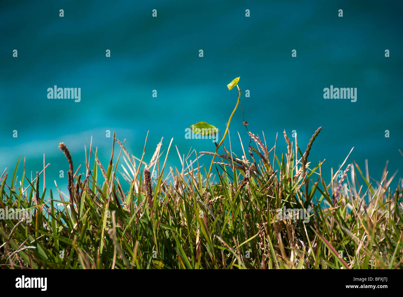 A particular of the Cliff Grass around Byron Bay Coast,nature, Stock Photo