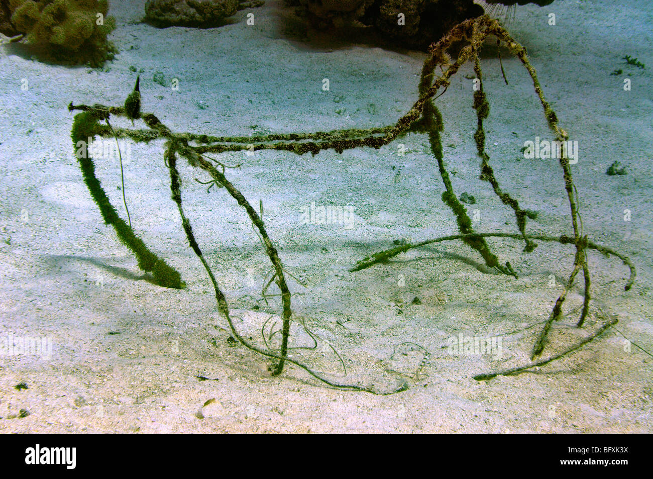 Wire frame of old fish trap underwater Stock Photo
