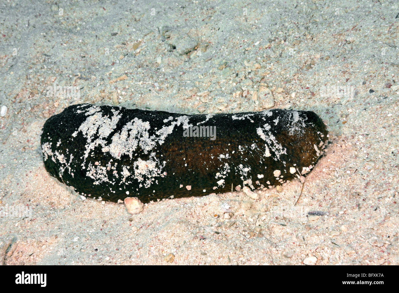 Black 'sea cucumber', Holothuria atra, Stock Photo