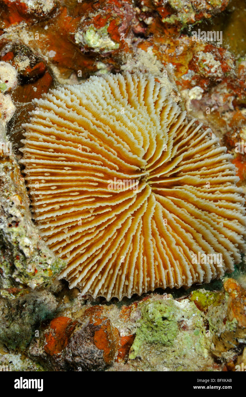 'Mushroom coral', Fungia scruposa, on sponge covered coral rubble Stock Photo
