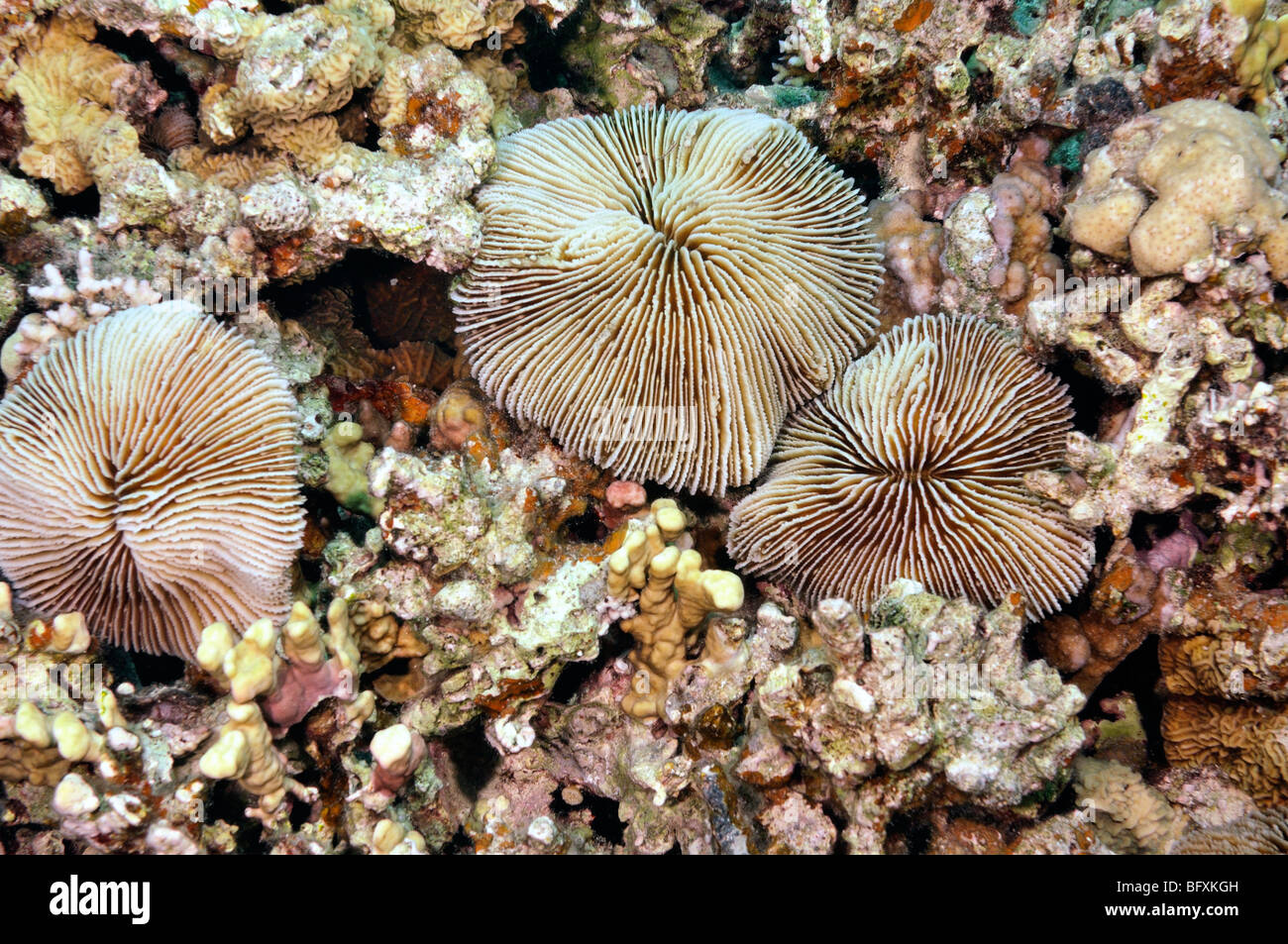 Mushroom coral, Fungia scruposa, on coral rubble Stock Photo