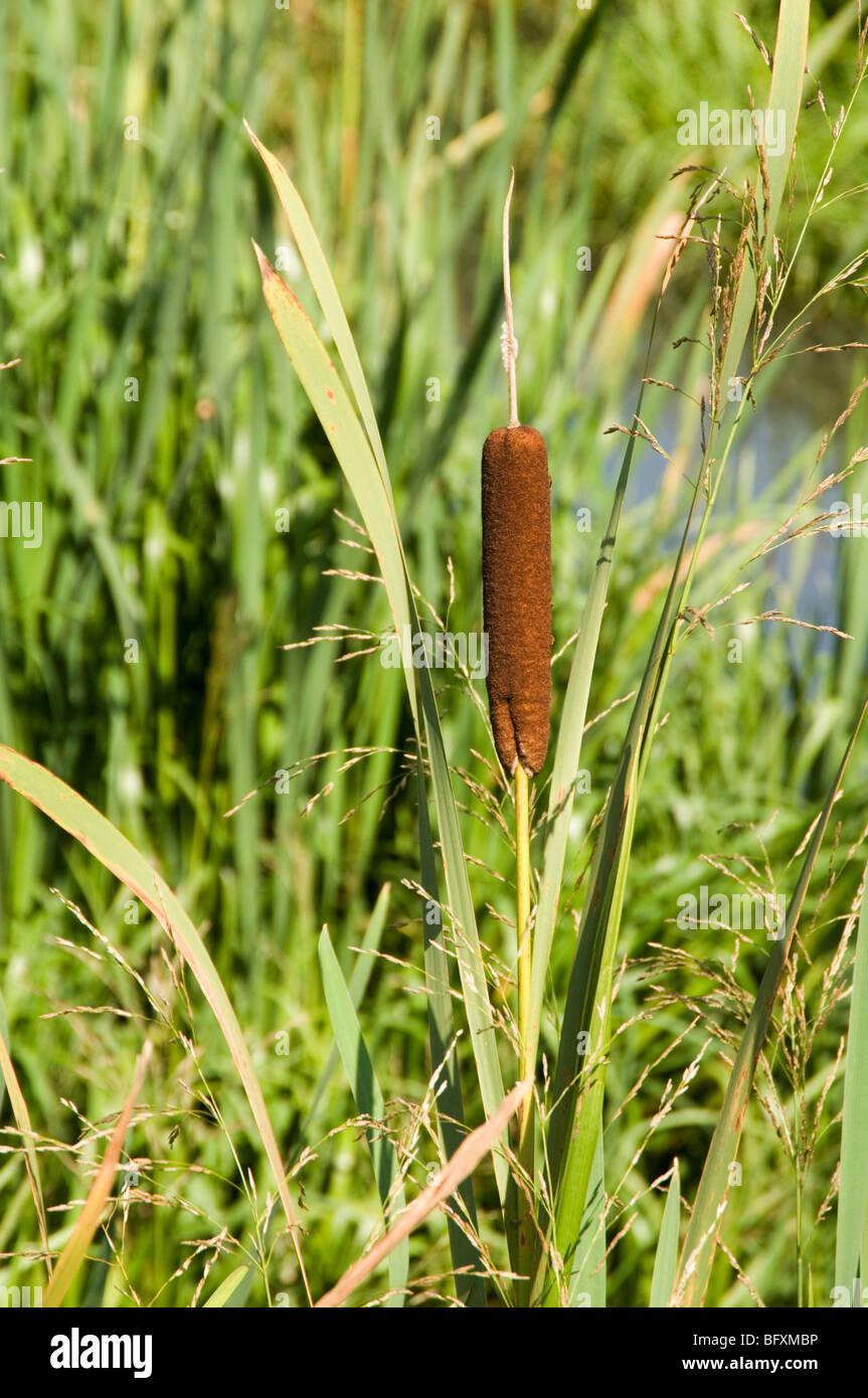 bull rush rushes bullrush bullrushes reeds pond ponds