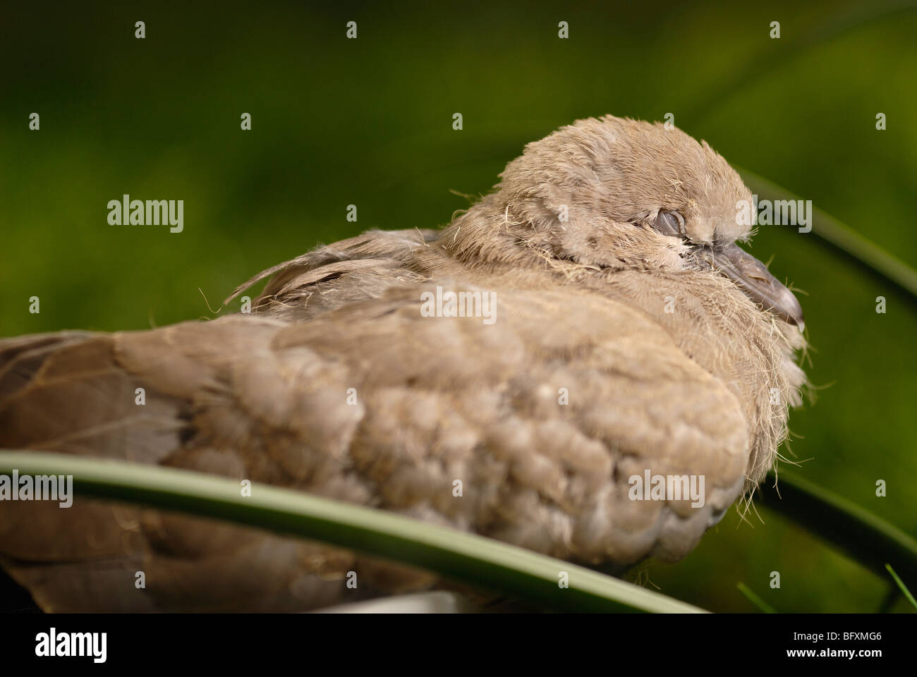 A macro shot of a Morning Dove Stock Photo