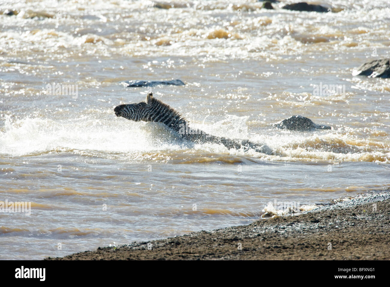 Zebra Swimming High Resolution Stock Photography and Images Alamy