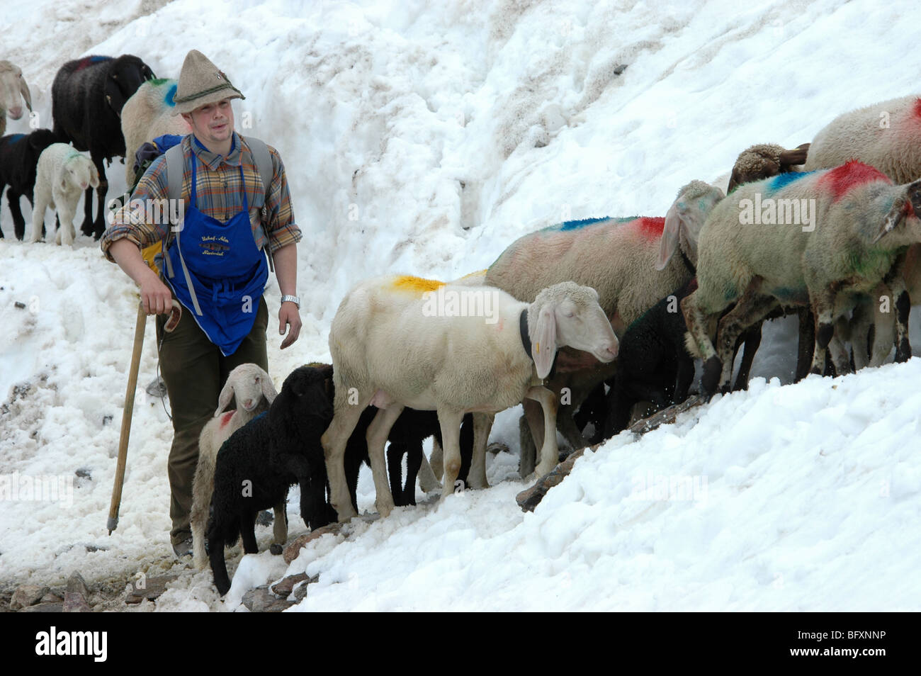 Shepherd driving sheep up snow trail, Oetztal mountains, Niederjoch, Alto Adige, Italy Stock Photo
