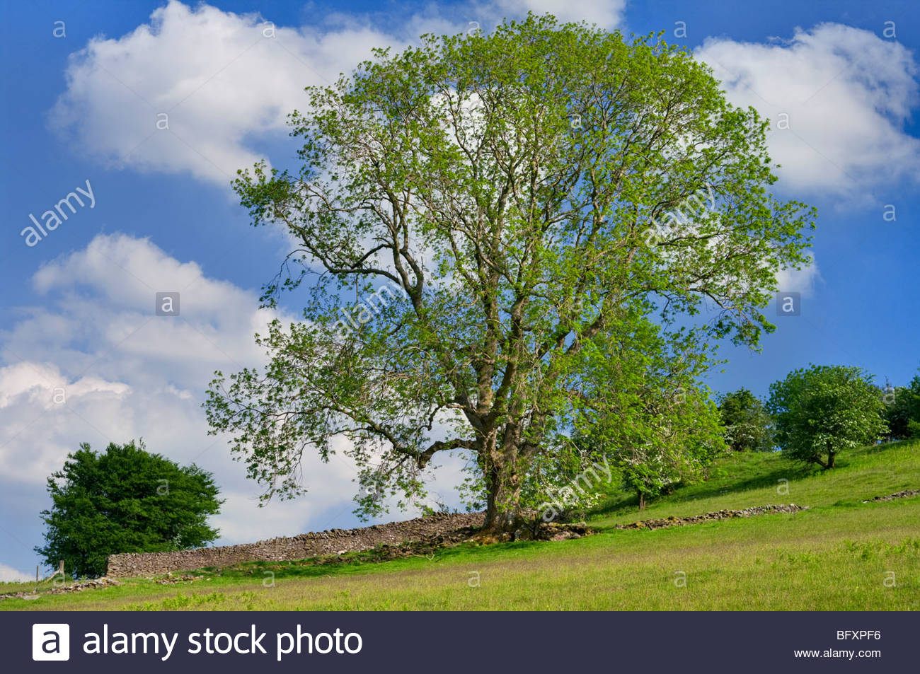 Ash Tree Uk Stock Photos & Ash Tree Uk Stock Images Alamy