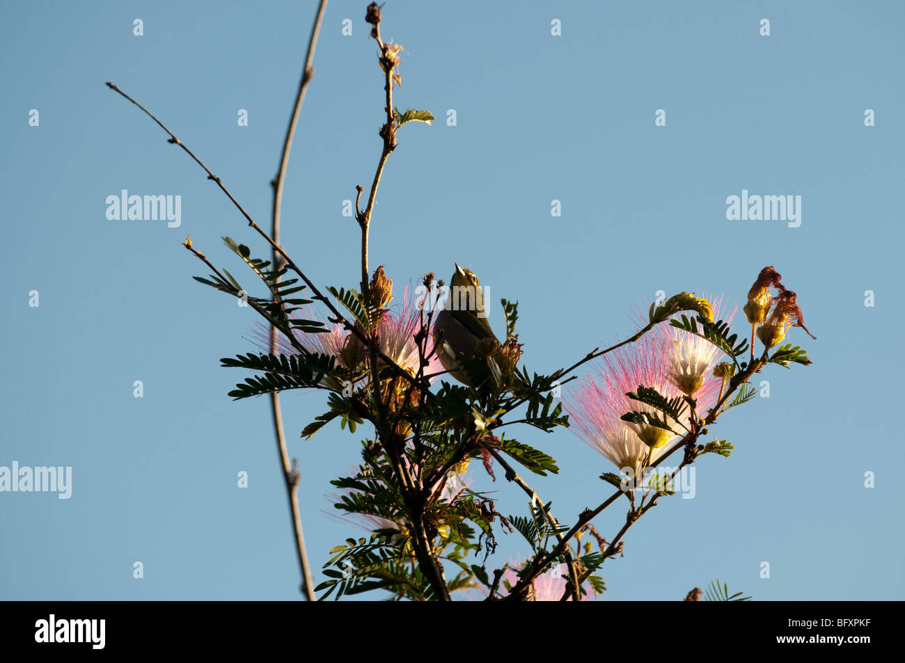Powder puff tree hires stock photography and images Alamy