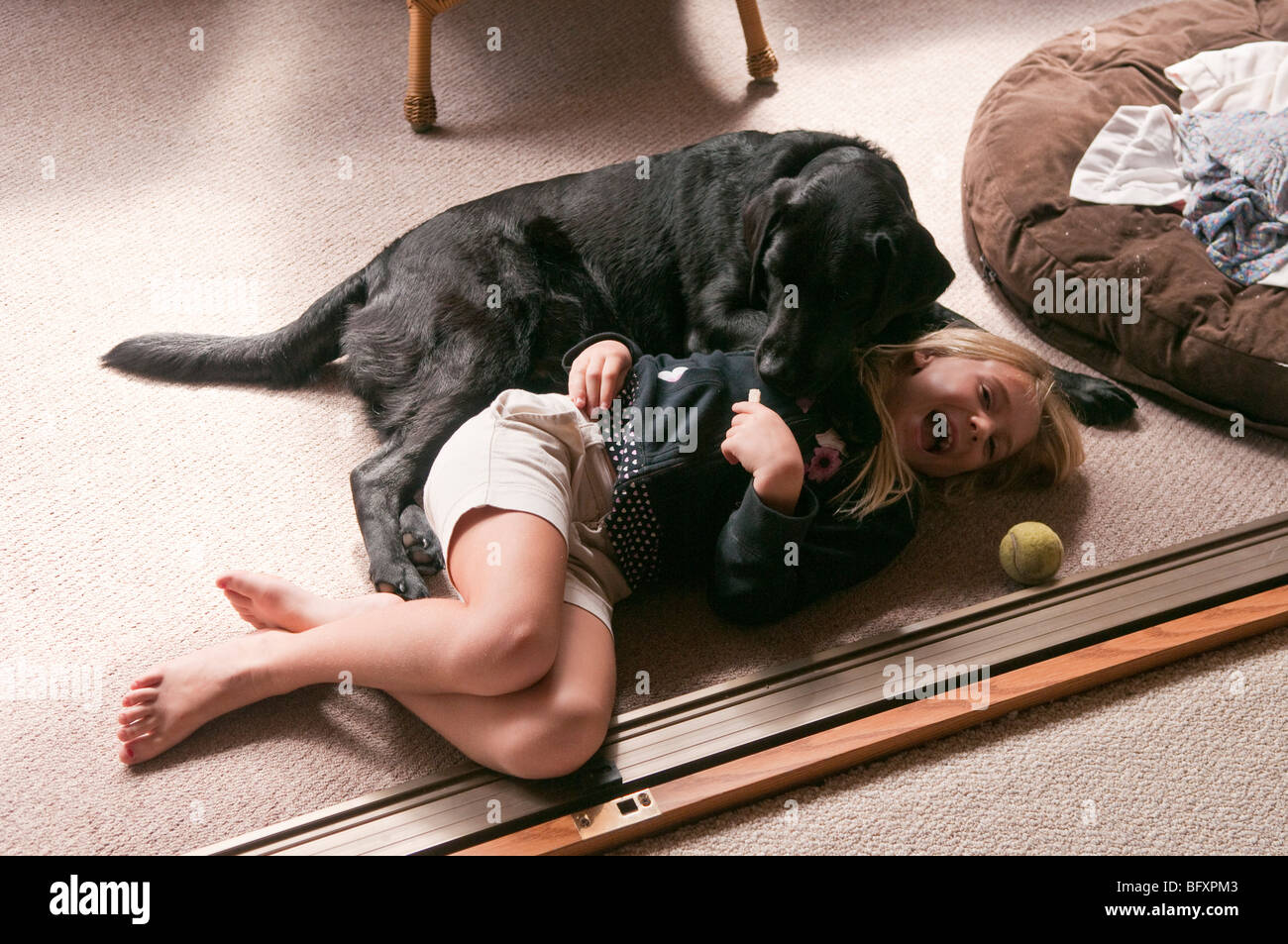 6 year old girl and her pet black Labrador retriever dog playing inside  Stock Photo - Alamy