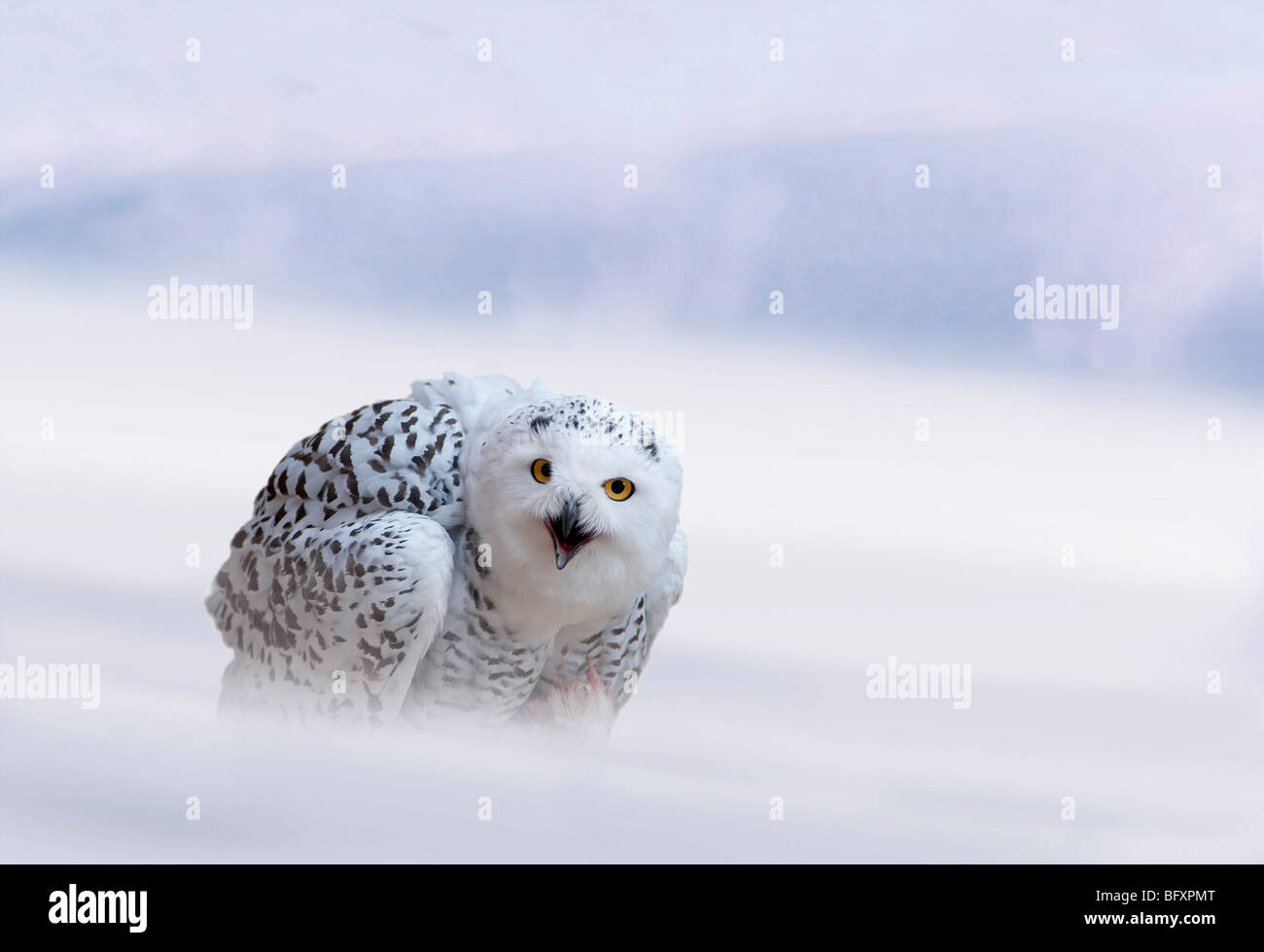 Snowy Owl Bubo Scandiacus French Harfang Des Neiges German 
